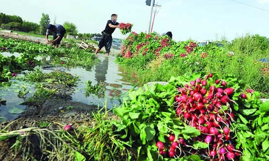 آلودگی سبزیجات